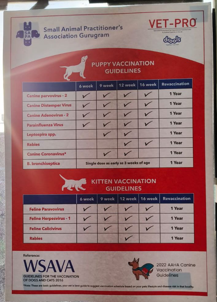Vet at Home in Gurgaon providing in-home treatment for dogs and cats